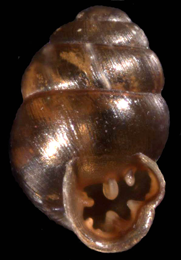 Vertigo oralis shell